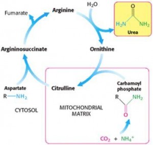 AlphaNation-Citrulline Cycle