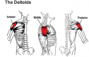 The best shoulder workout - Specforce