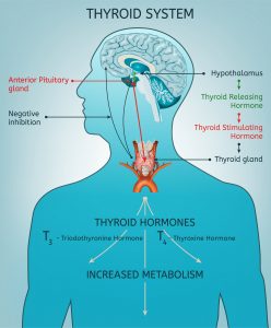 thyroid system